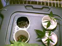 cuttings in the cloner