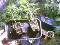 Transplanted into soil